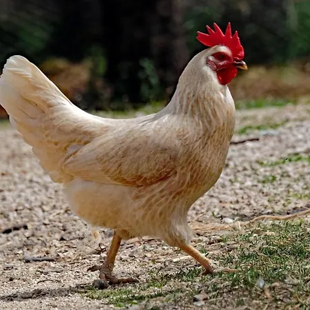 Alojamento de Turismo Rural Il Casaletto