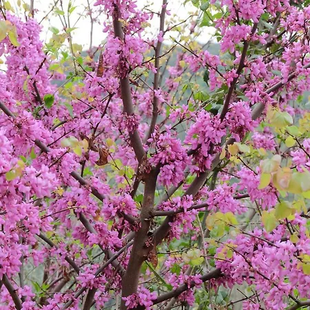 Il Casaletto Alojamento de Turismo Rural *